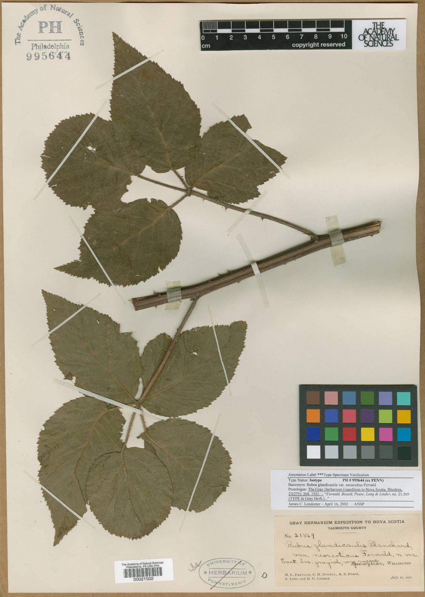 Rubus glandicaulis var. neoscoticus image