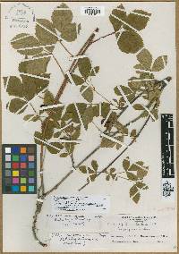 Rubus longipes image