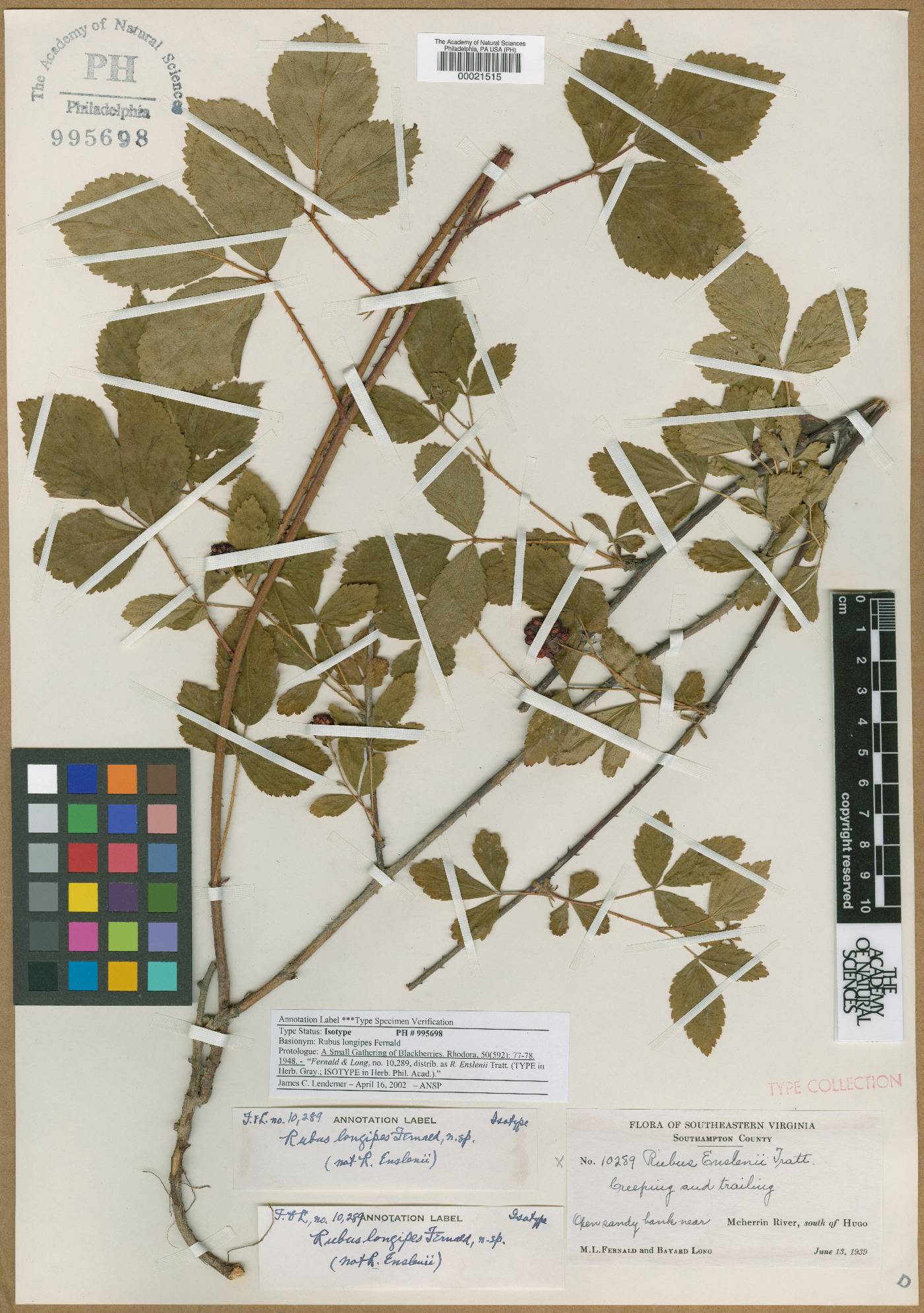 Rubus longipes image