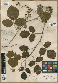 Rubus distractus image