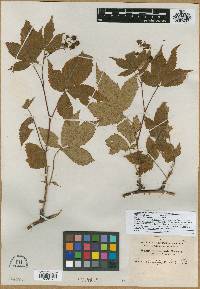 Rubus multiformis image