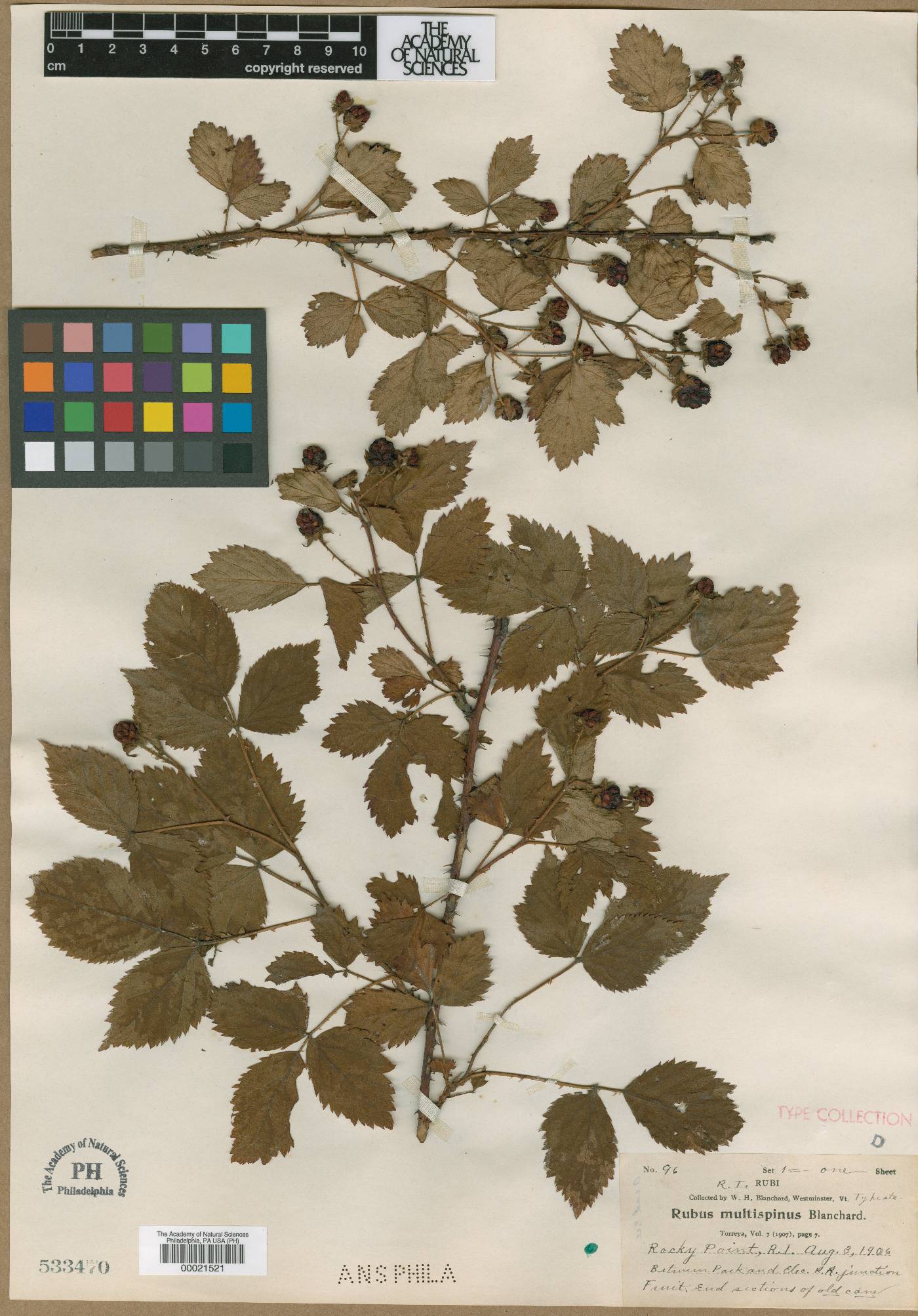 Rubus multispinus image