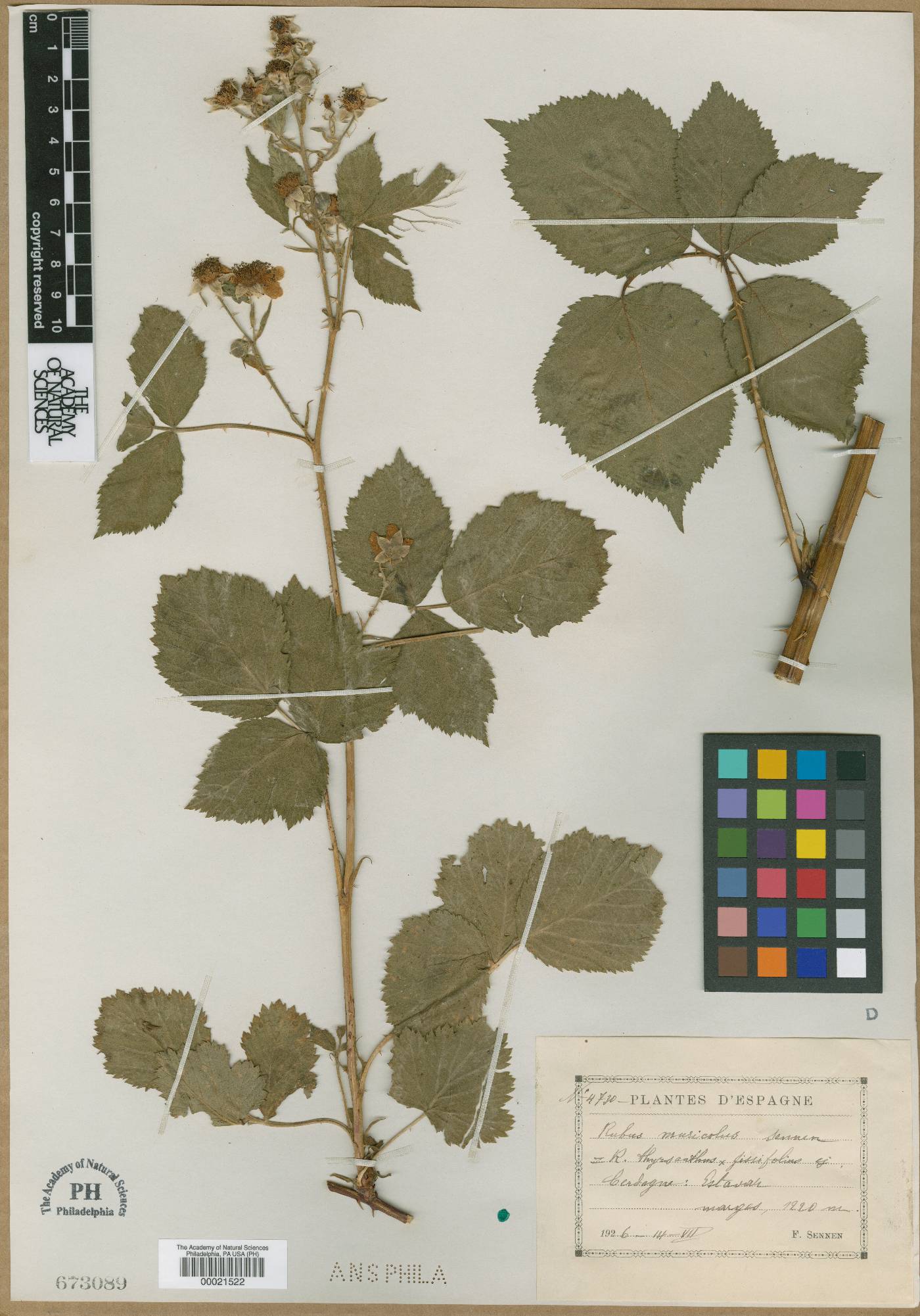 Rubus muricola image