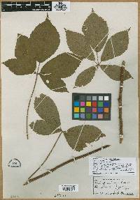 Rubus peculiaris image