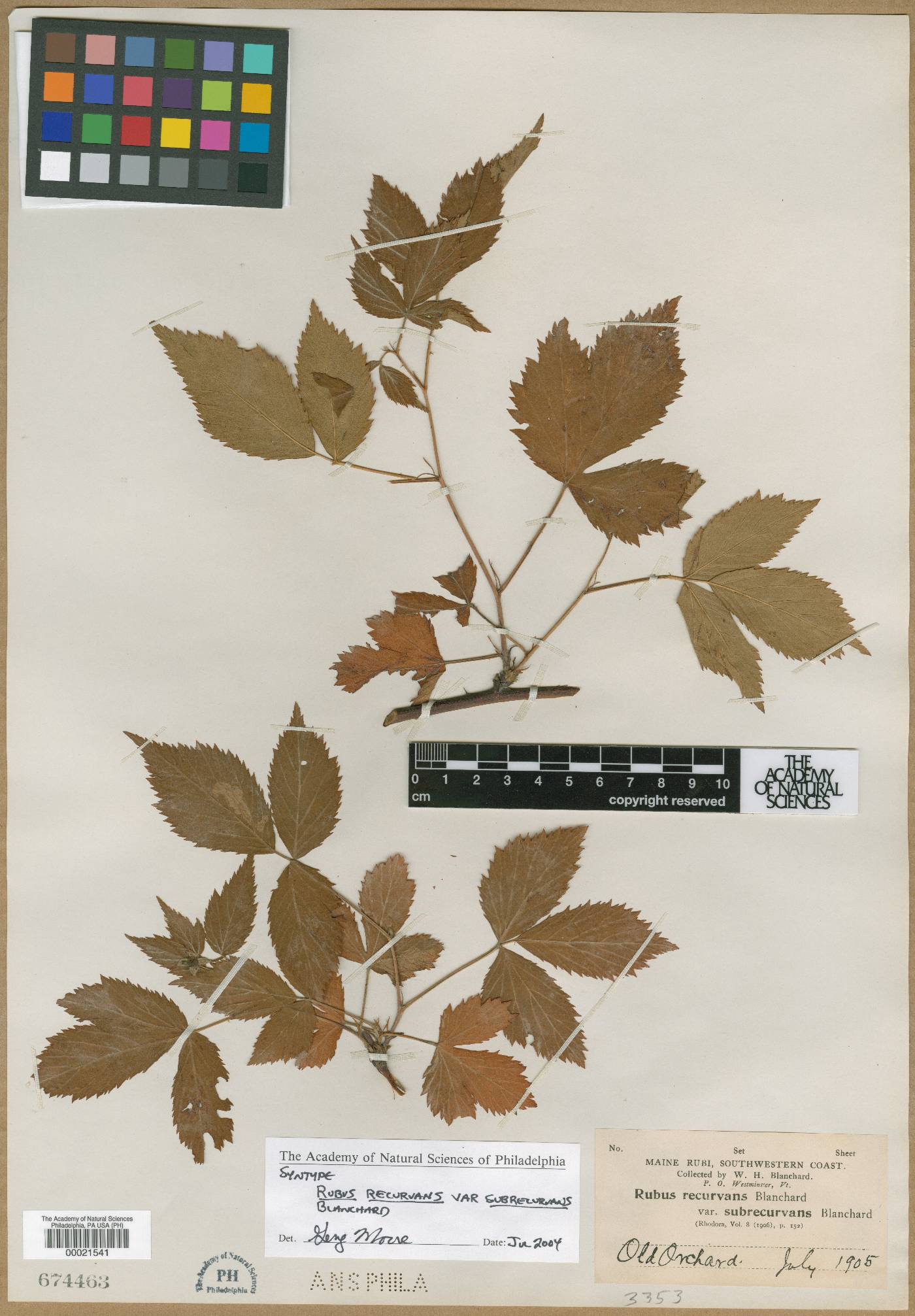 Rubus recurvans var. subrecurvans image