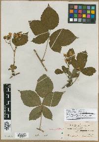 Rubus recurvicaulis image