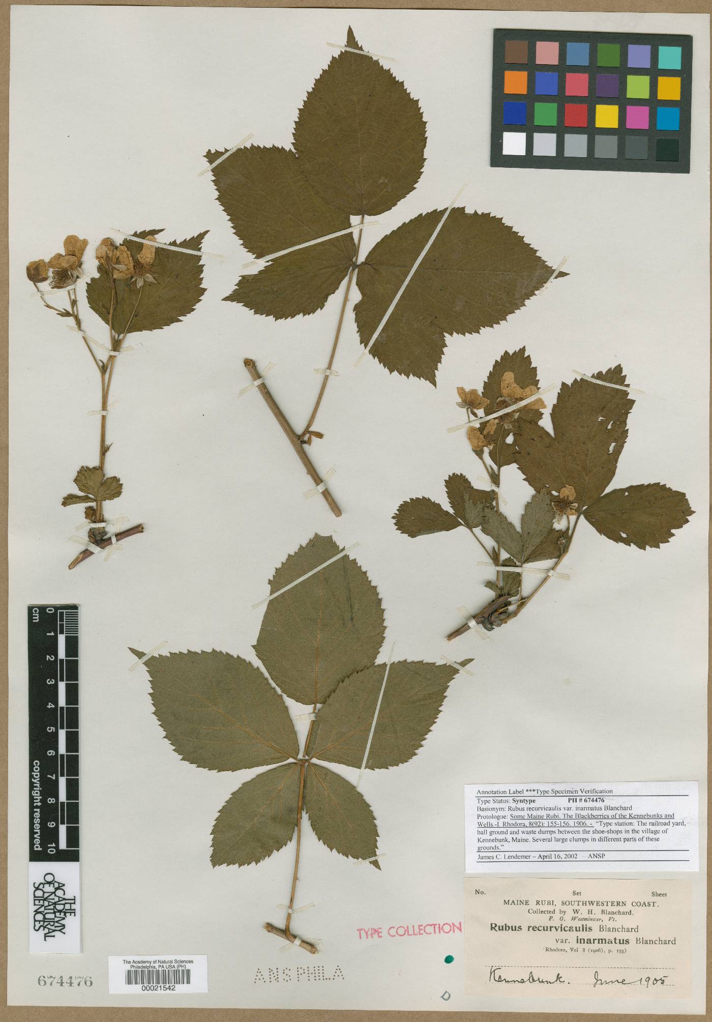 Rubus recurvicaulis var. inarmatus image