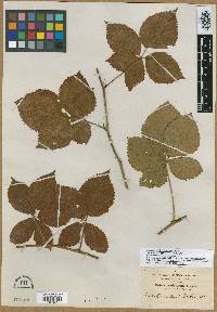 Rubus semierectus image
