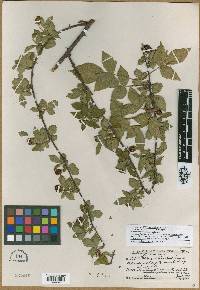 Rubus subinnoxius image