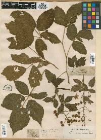 Rubus villosus image