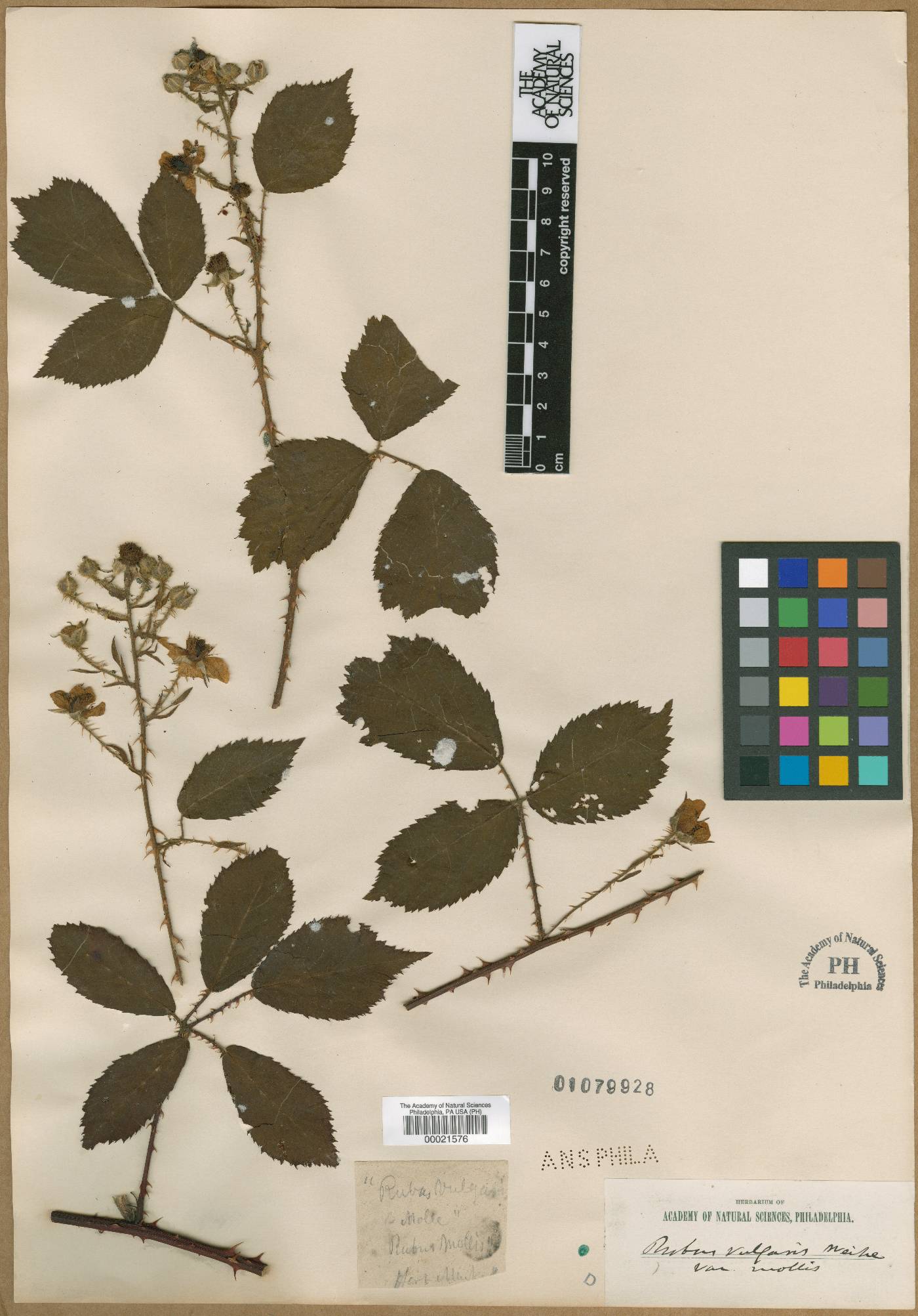 Rubus latiarcuatus image