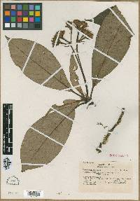 Rudgea mexiae image