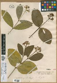 Rudgea marginata image