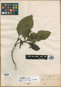 Rudgea tomentosa image