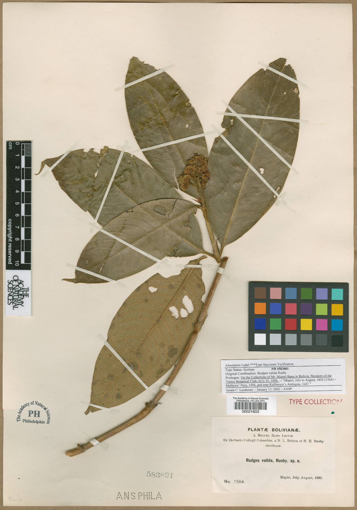 Palicourea valida image