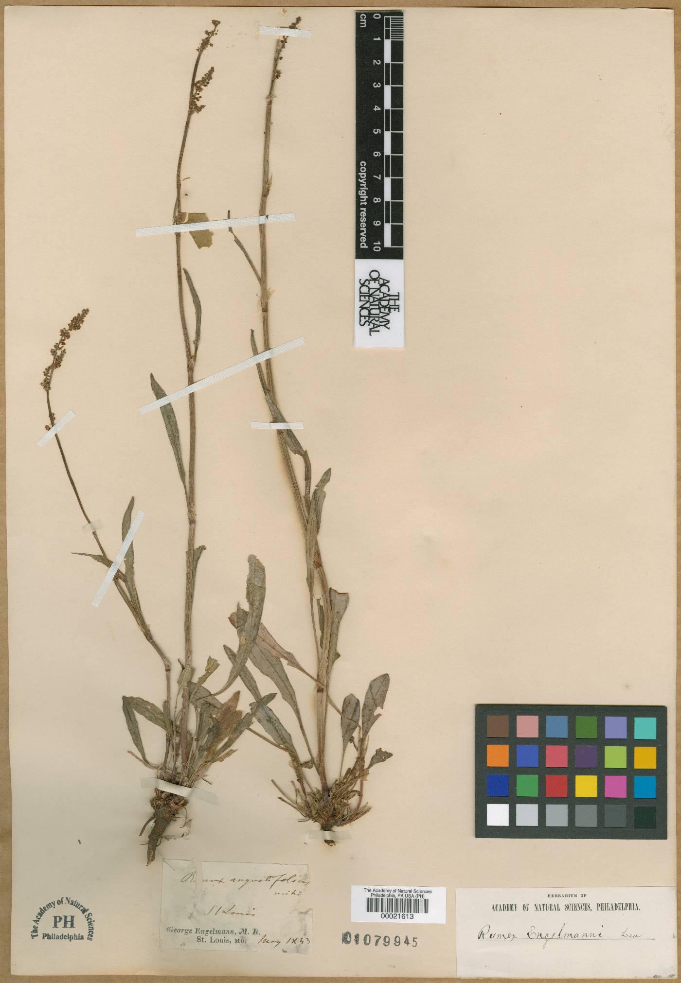 Rumex angustifolius image