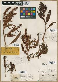 Rumex maritimus image