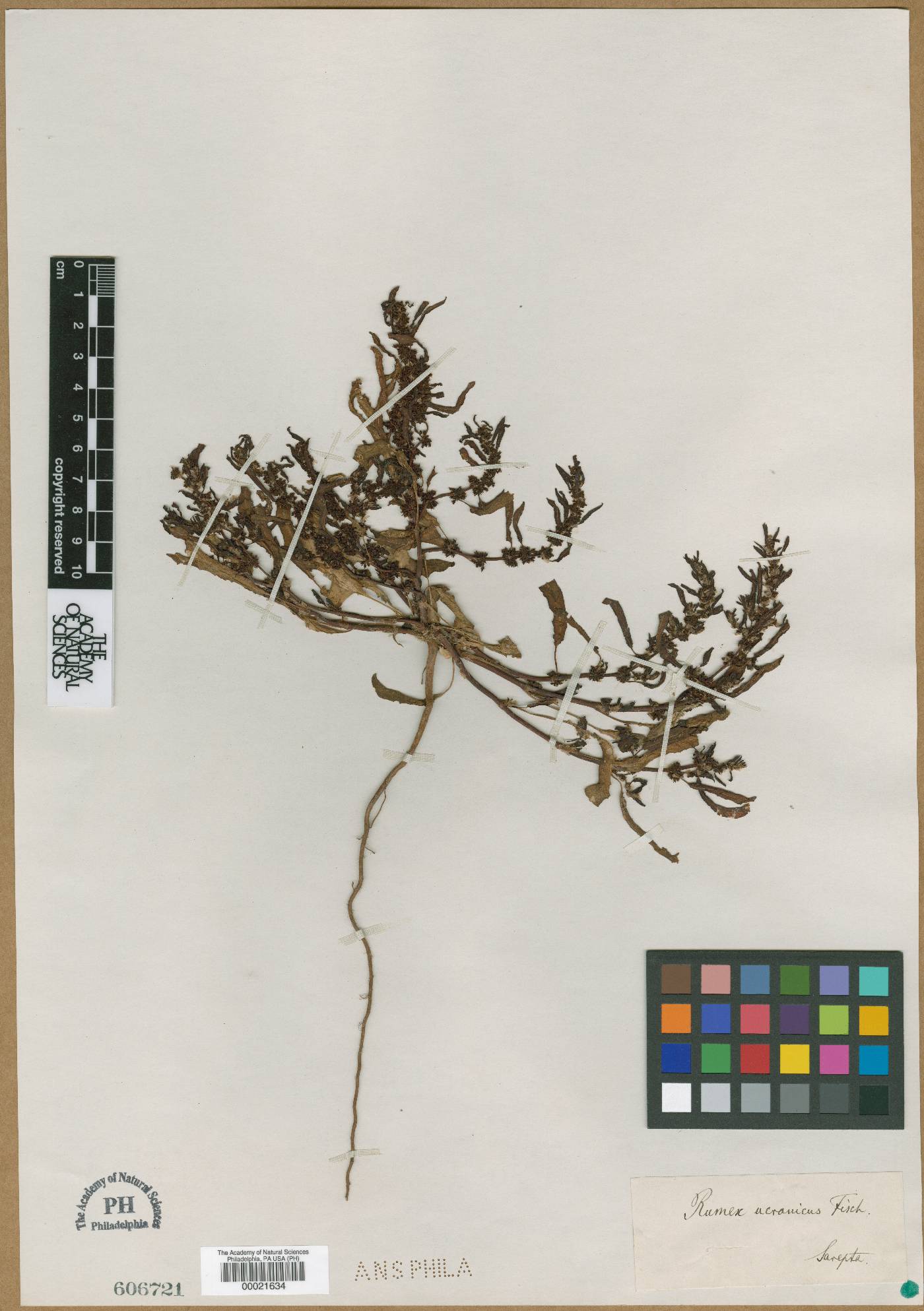 Rumex ucranicus image