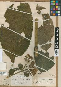 Macrocarpaea cinchonifolia image