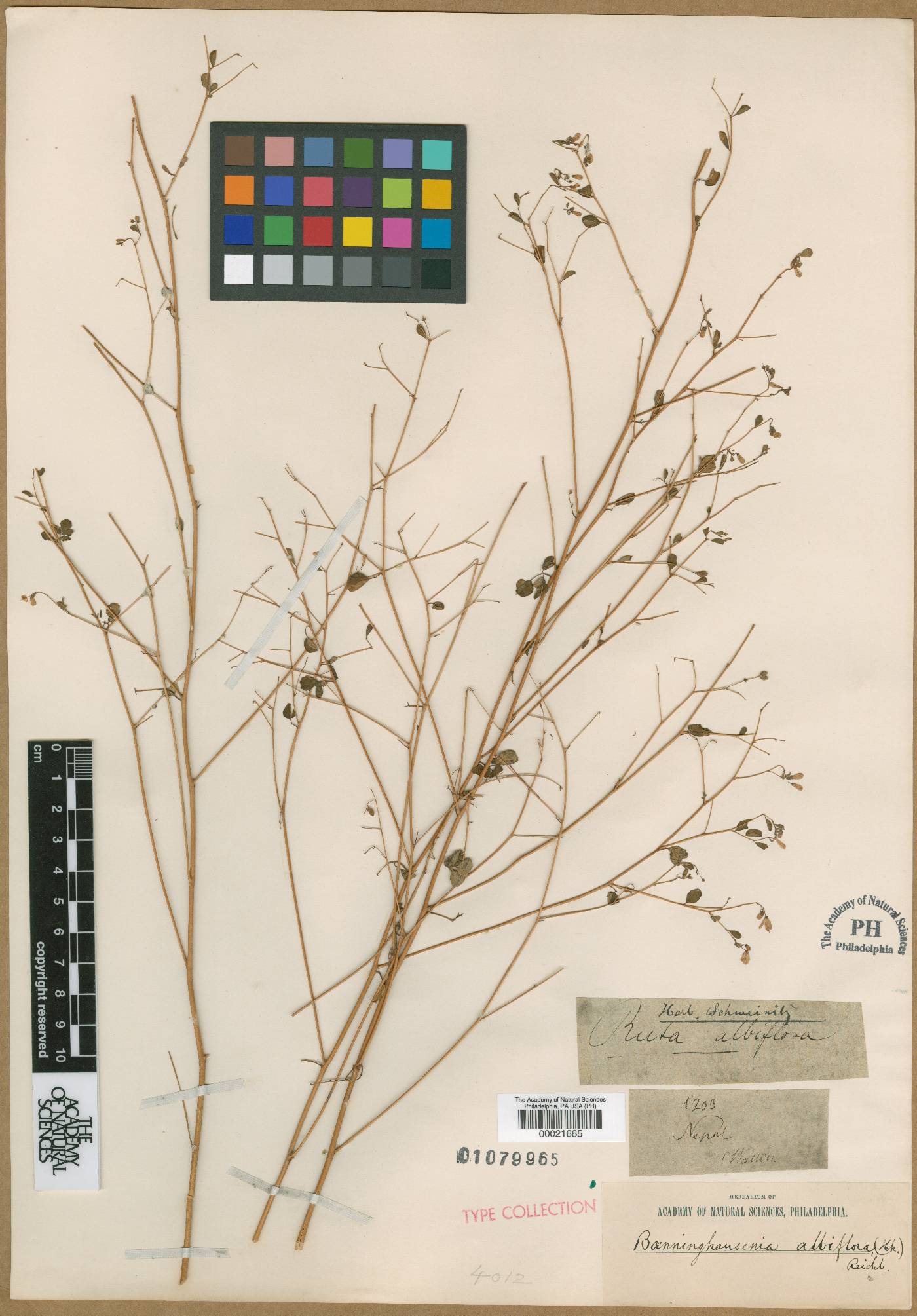 Boenninghausenia albiflora image