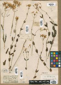 Sabatia corymbosa image