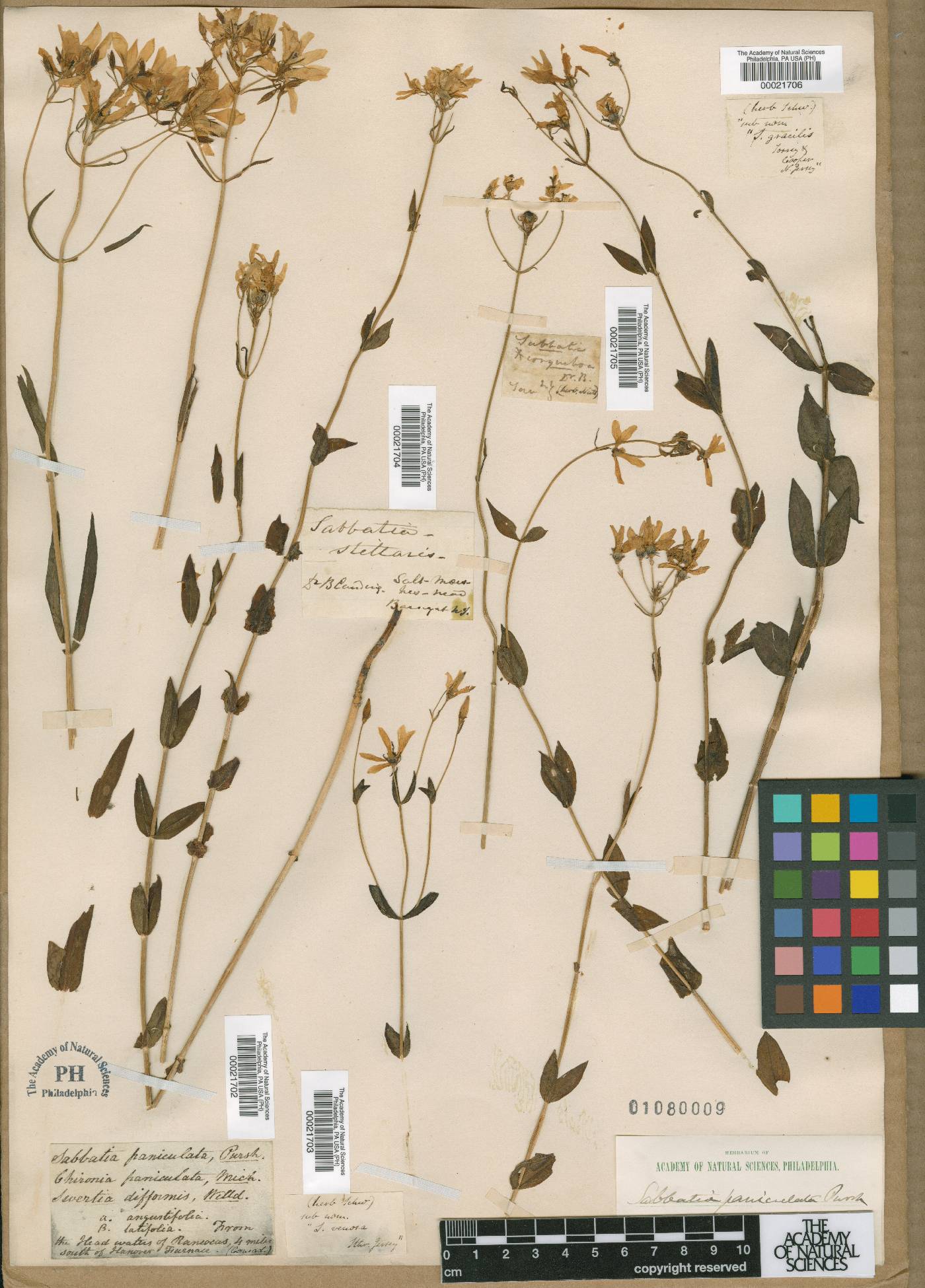 Sabatia corymbosa image