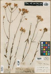 Sabatia corymbosa image