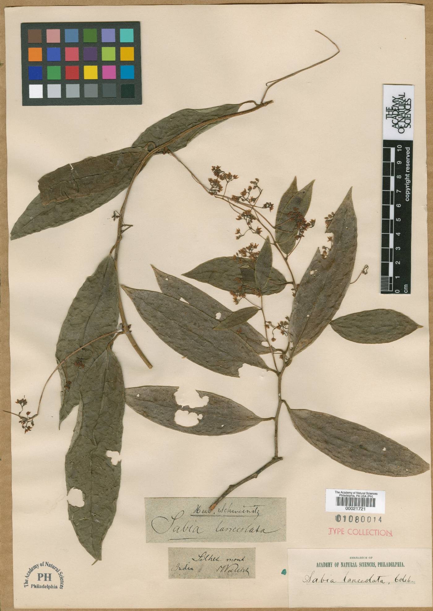 Sabia lanceolata image