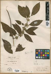 Sabicea cuneata image