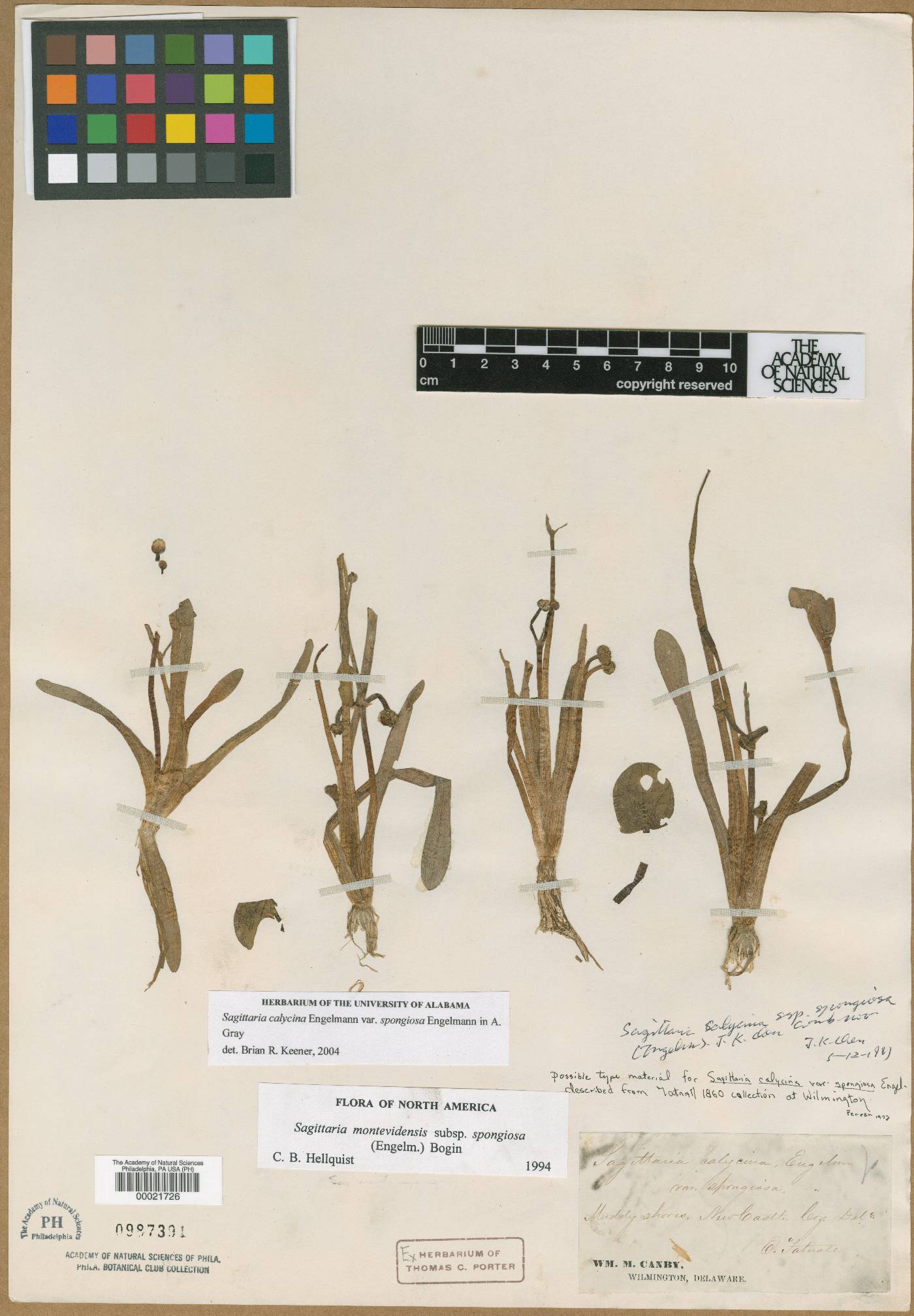 Sagittaria montevidensis subsp. spongiosa image