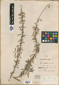 Image of Salix carmanica