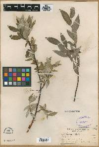 Salix farrae image
