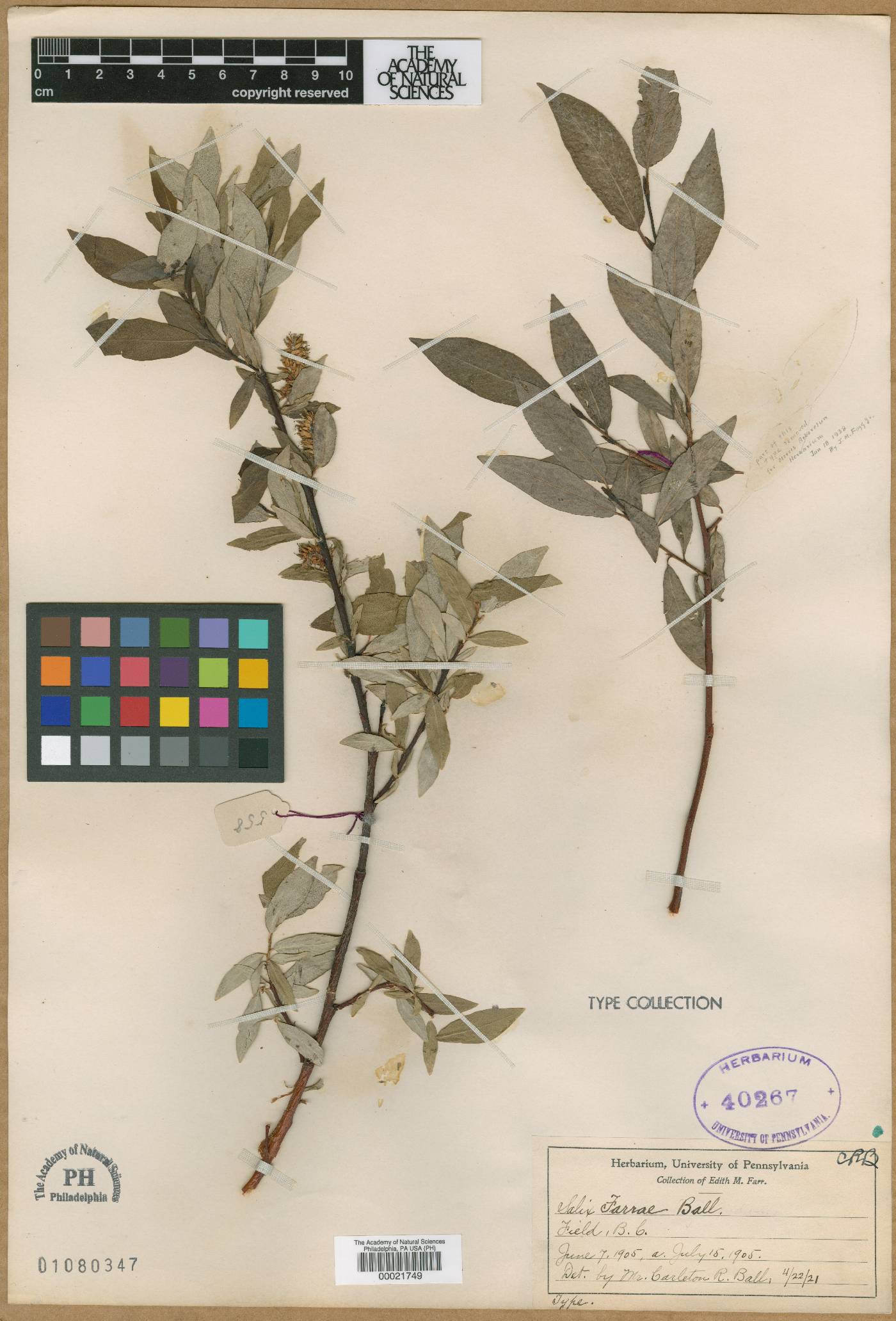 Salix farrae image