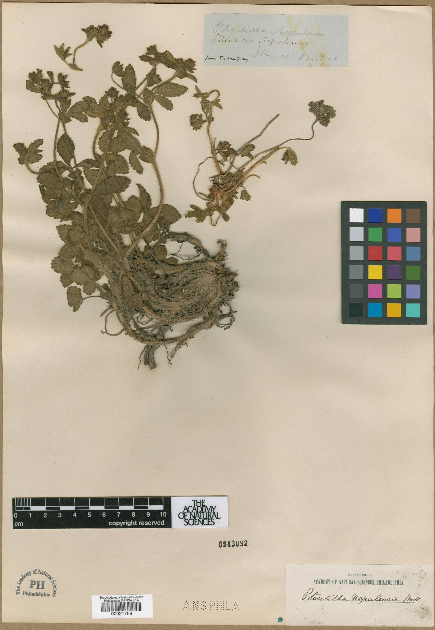 Potentilla nepalensis image