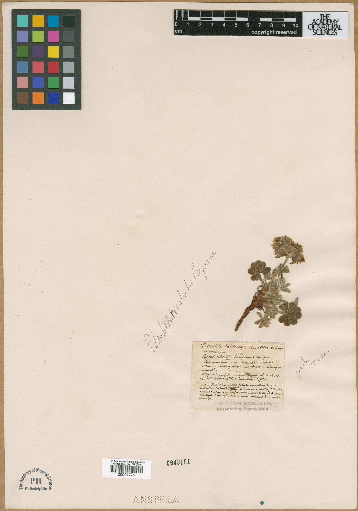 Potentilla nivalis image