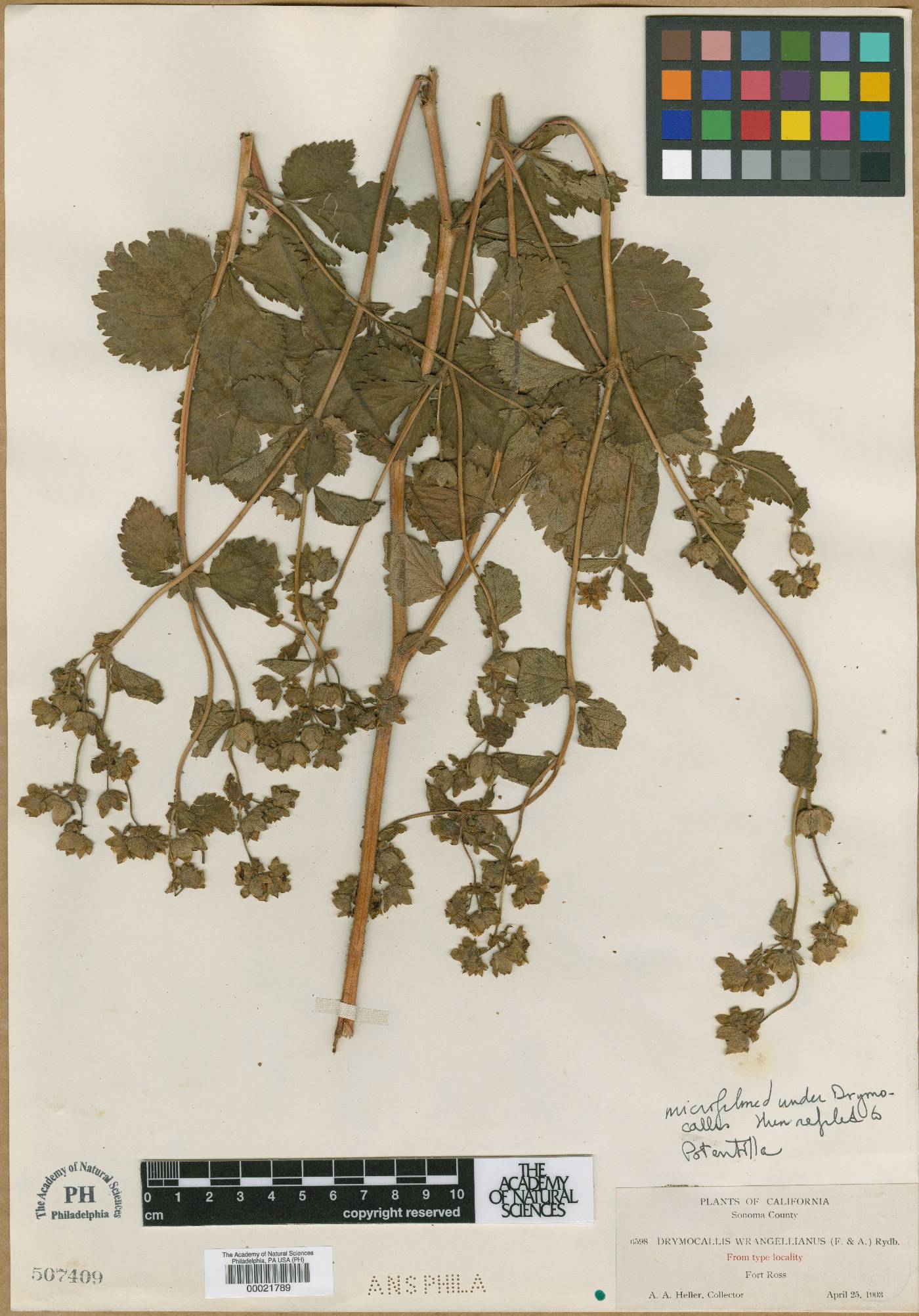 Potentilla wrangelliana image