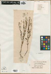 Poteridium annuum image