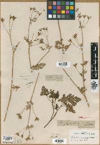 Chaerophyllum dasycarpum image