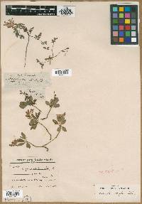 Corydalis diphylla image