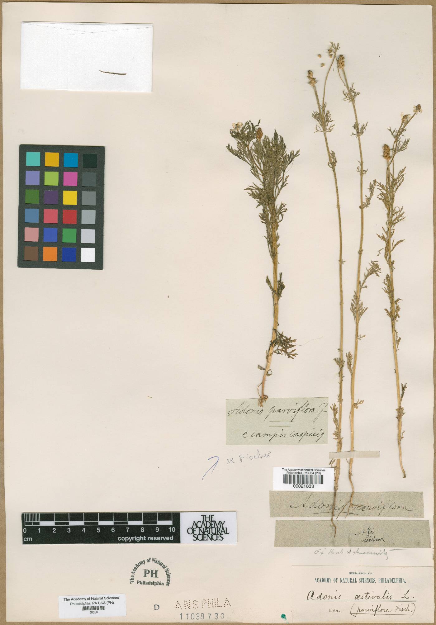 Adonis aestivalis subsp. parviflora image