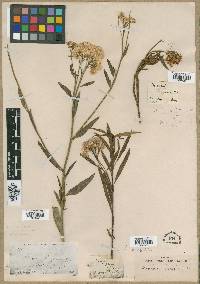 Baccharis brachylaenoides image