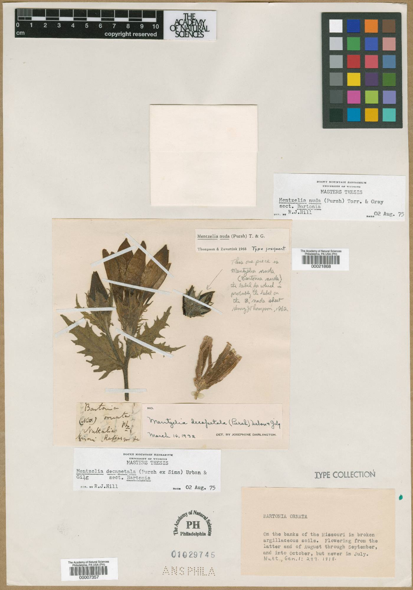 Bartonia ornata image