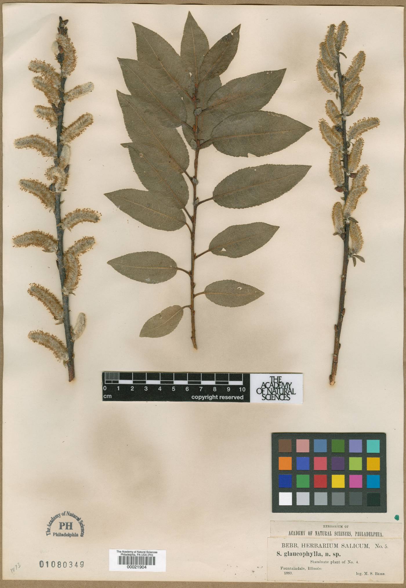 Salix glaucophylla image