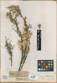 Salix incana image