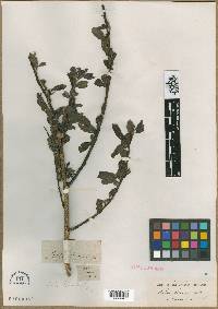 Salix denticulata image