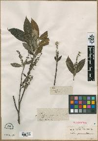 Salix tetrasperma image