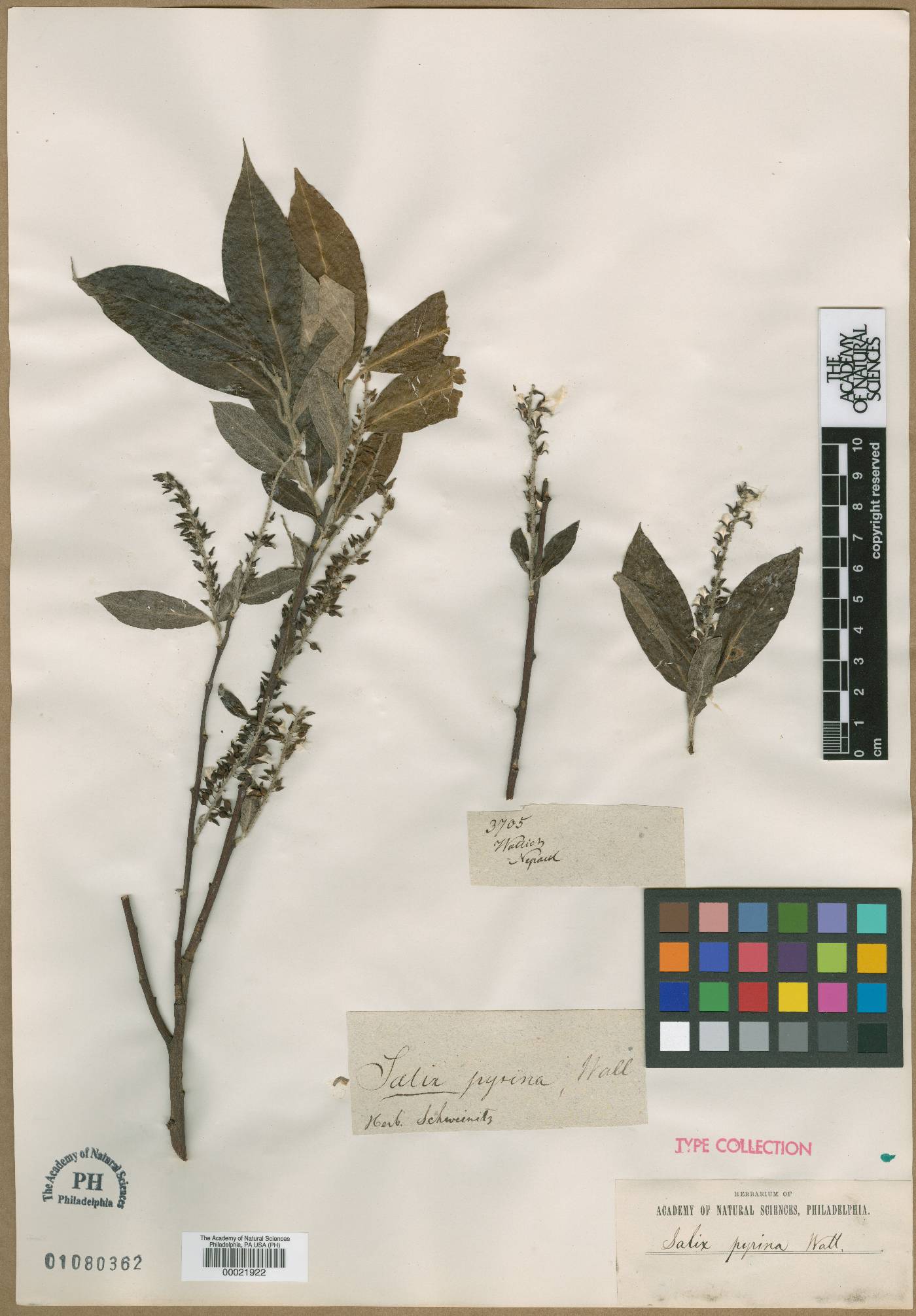 Salix tetrasperma image