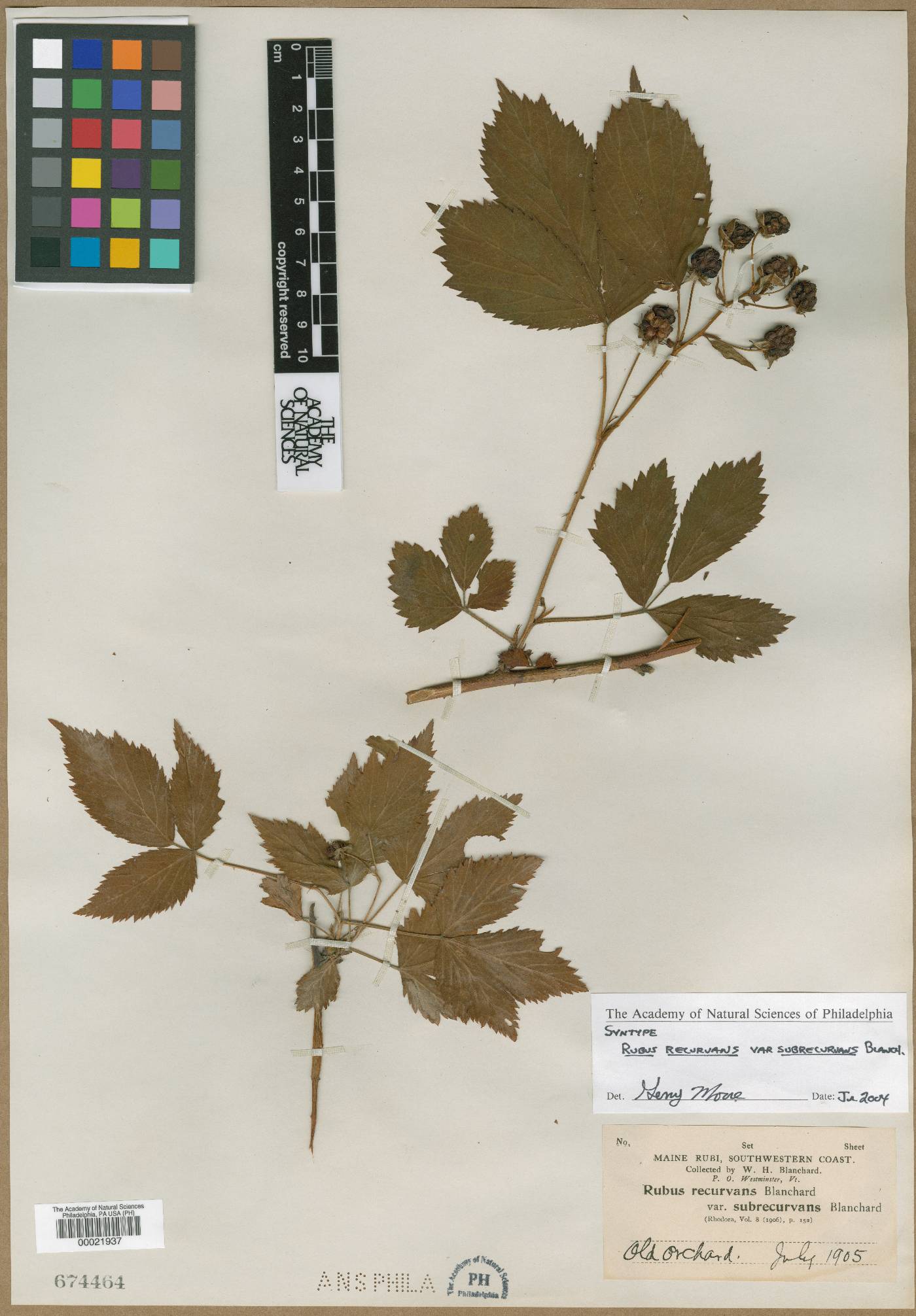 Rubus recurvans var. subrecurvans image