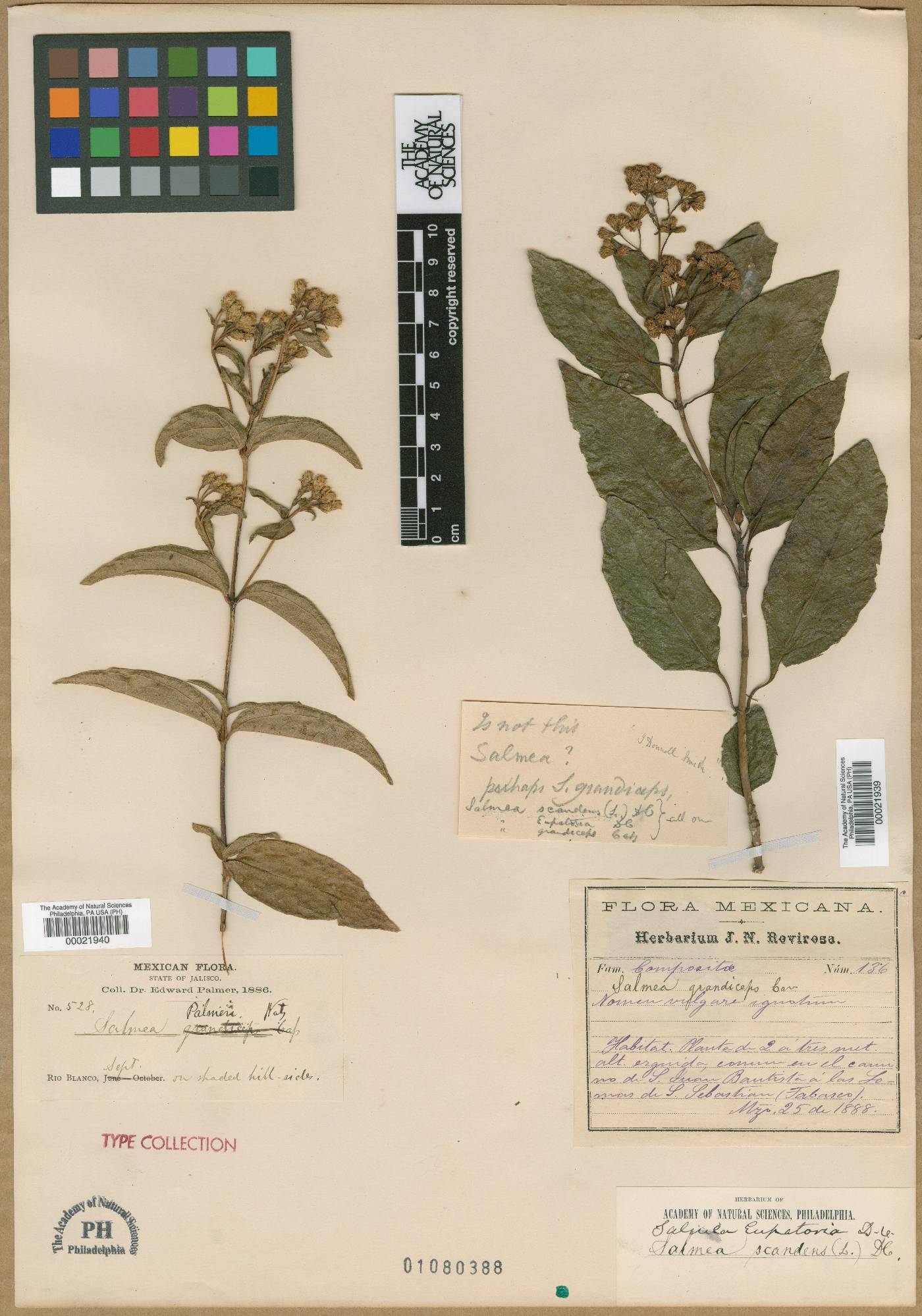 Salmea scandens image