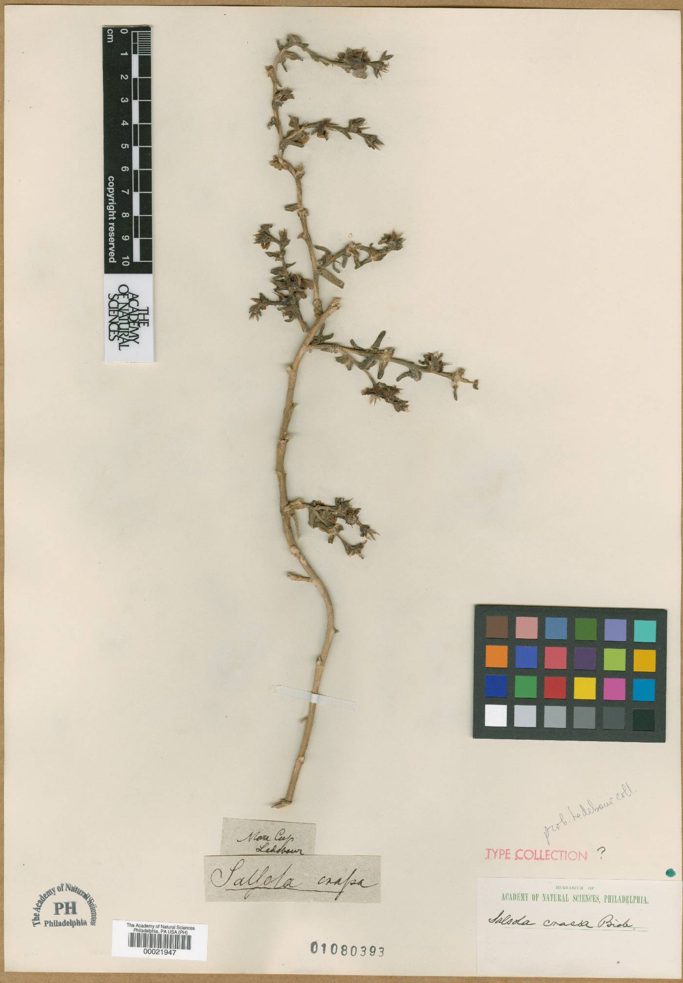 Climacoptera crassa image